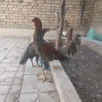مرغ و خروس لاری|پرنده|شیراز, شیخ روزبهان|دیوار