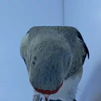 سهره|پرنده|کرمان, |دیوار