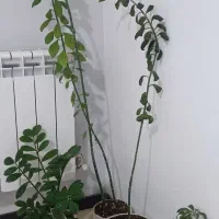 فروش گل و گیاه آپارتمانی