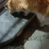 واگذاری گربه نره پرشین