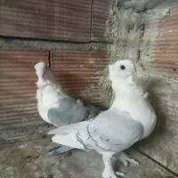 کفتر بلژیکی ۲ جفت
