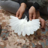 کبوتر|پرنده|برازجان, |دیوار