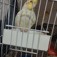 عروس هلندی لوتینو و خاکستری و ابلق|پرنده|سلامی, |دیوار