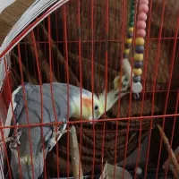 عروس نروماده و۲عددجوجه۱ماهه