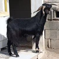 کهره نر چاق|حیوانات مزرعه|احمدی, |دیوار