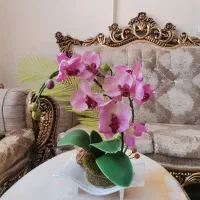 گلدان ارکیده دوشاخه هدیه بوده