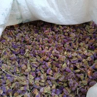 بذر گل زنبوری یا ( گل خشک ) انواع رنگ ها
