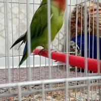 طوطی برزیلی جفت نر و ماده مولد