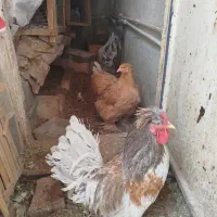 تخم مرغ نطفه دار نژاد برهما|حیوانات مزرعه|ساوه, |دیوار