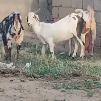 بزپاکستانی|حیوانات مزرعه|نصر آباد, |دیوار