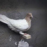 کفتر|پرنده|تربت جام, میرقوام الدین|دیوار