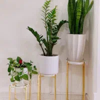 (فروش گل آپارتمانی)