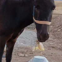 خر ماده|حیوانات مزرعه|زاگرس, |دیوار