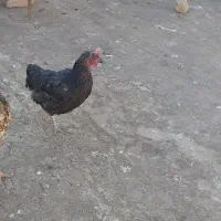 مرغ تخمی و مرغ های لاری تخمی|حیوانات مزرعه|تربت‌حیدریه, فتح المبین|دیوار