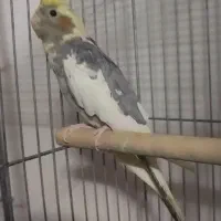 عروس هلندی  نر