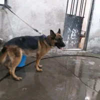 سگ ژرمن به شرط اصل