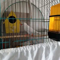 فنچ|پرنده|تهران, مشیریه|دیوار