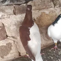 چپ سرخ چپ سیاه چپ‌زرد دم سفید|پرنده|گلبهار, نوبهار|دیوار