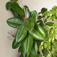 فروش گل بنجامین و فیکوس|گل و گیاه طبیعی|ملکان, |دیوار