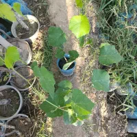 فروش ویژه نهال انگورموندارپ ونهالهای خارجی وایرانی|خدمات باغبانی و درختکاری|شیراز, میرزاکوچک خان|دیوار