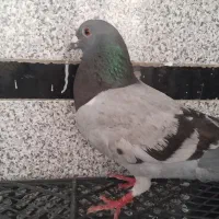 کبوتر