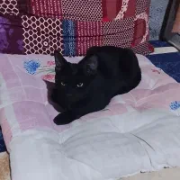 گربه رایگان