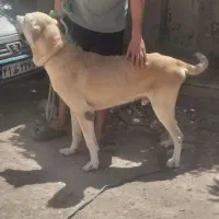 سگ پژدر استسنائی