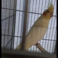 عروس هلندی مولد