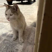 واگذاری گربه