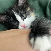 واگذاری گربه حدود ۳ ماه|گربه|قم, دورشهر|دیوار