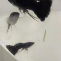 گوپی بلک باله بلند
