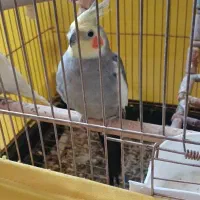 عروس هلندی جفت