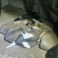 توله سگ ژرمن|سگ|گنبد کاووس, |دیوار