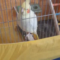 عروس هلندی ماده|پرنده|ماسال, |دیوار