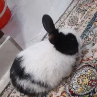 خرگوش باهوش