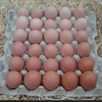 تخم مرغ