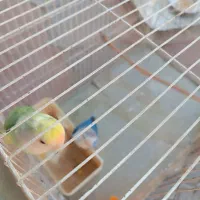 کوتوله برزیلی و مرغ عشق|پرنده|طرقبه, |دیوار