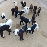 بره شیری قیمت توافقی|حیوانات مزرعه|کرمانشاه, |دیوار