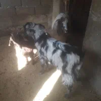 بزغاله نر وماده چاق موجود است|حیوانات مزرعه|صحنه, |دیوار