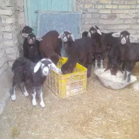 13 عدد میش بره قوچ