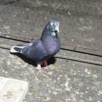 کرز دم سفید نر