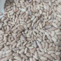 لوبیا چیتی    لوبیا رشتی.فقط کلی