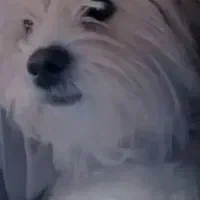 سگ شیتزو کوچولو|سگ|فولادشهر, مسکن مهر فولادشهر|دیوار