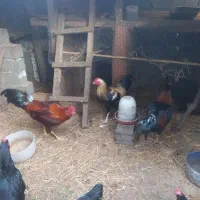 فروش خروس چاق وچله