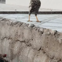 خروس محلی در حمیدیه|حیوانات مزرعه|حمیدیه, |دیوار