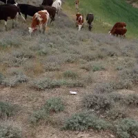 کودگاوی رایگان