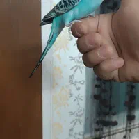 راهنمایی درباره فروش مرغ عشق ماده  دستی ۲۵۰تومنی|فعالیت داوطلبانه|یزد, |دیوار