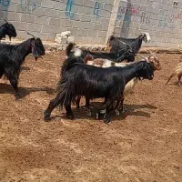فروش 29رس بز با یک عدد پازن