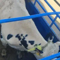 خریدوفروش انواع گوساله و گاو افتاده و سالم