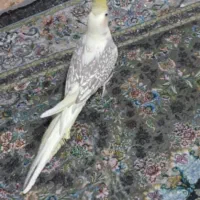 یک جفت عروس هلندی|پرنده|بندر کنگان, |دیوار